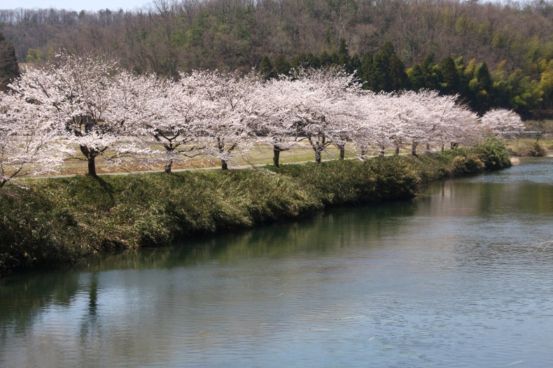 　　桜風景　　4