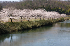 　　桜風景　　4
