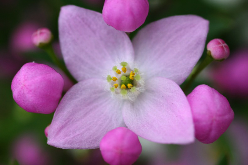　春呼ぶ花