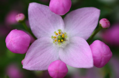 　春呼ぶ花