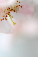 　愁い