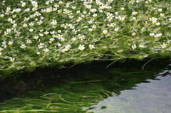 　　梅花藻の咲く川　　　　　
