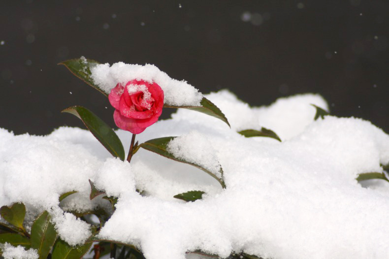 　雪化粧
