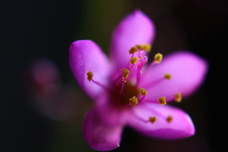 　輝く花芯