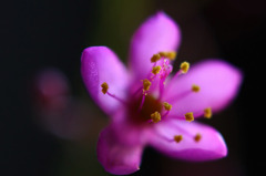 　輝く花芯