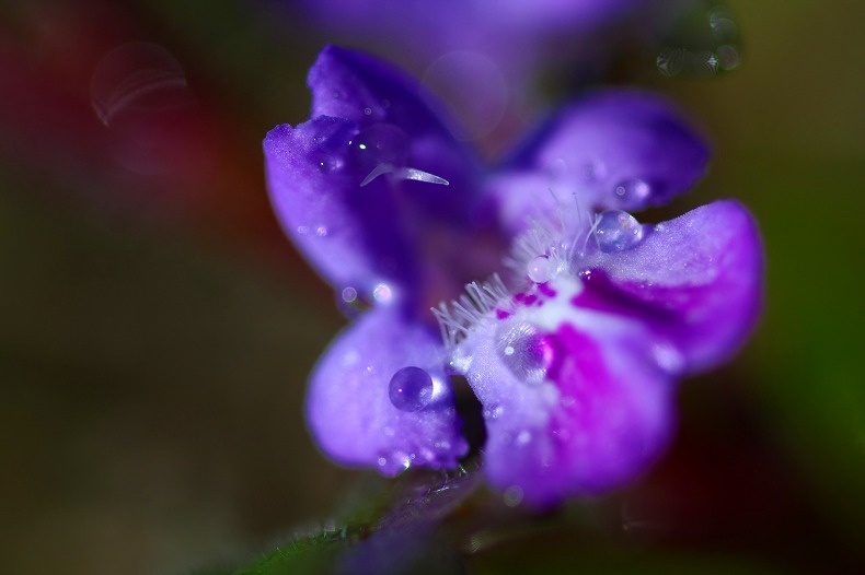 　　花しずく　　