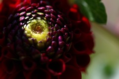 　華麗