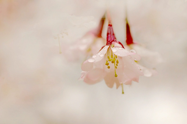 　　春の雨
