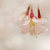 　　春の雨