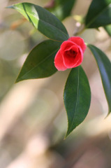 　　花一輪