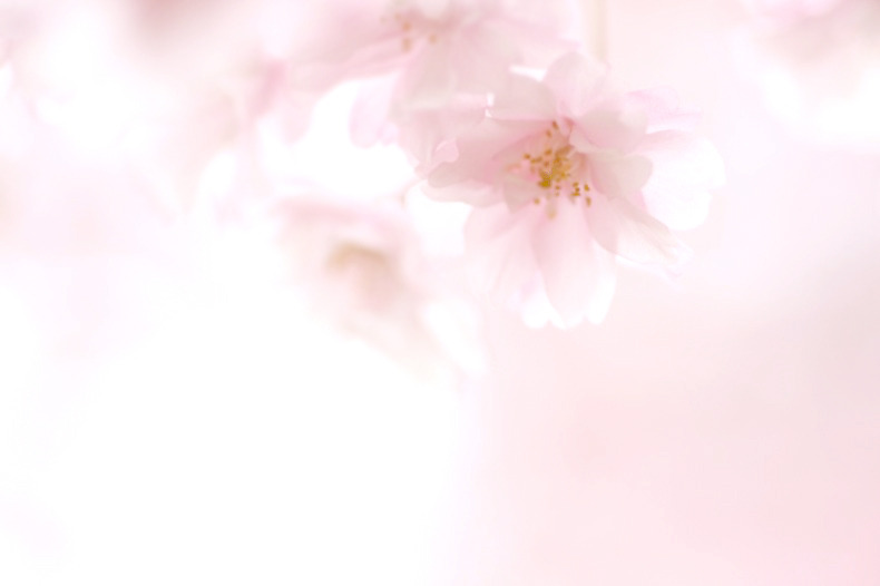 　春色淡く