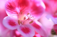 華やぐ心
