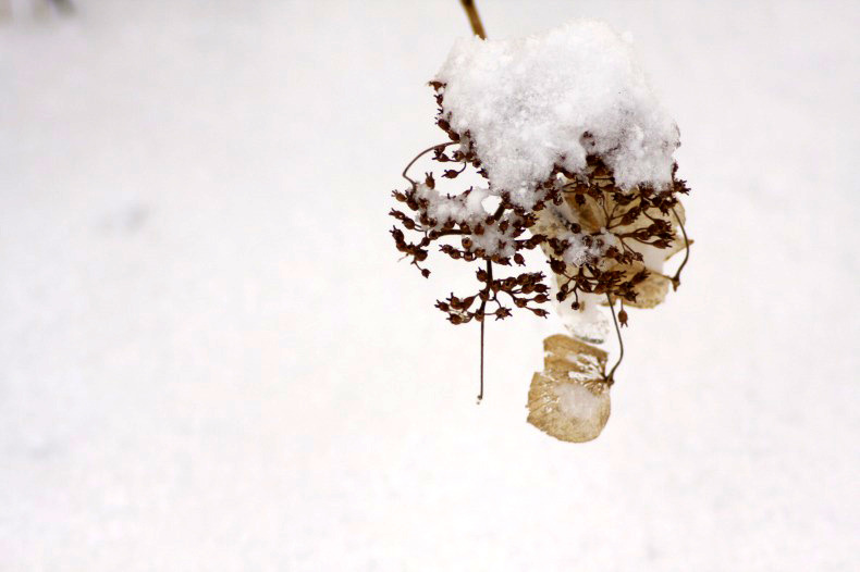 　雪の朝