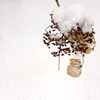 　雪の朝