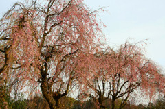 　　桜風景　　3