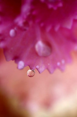 花しずく   (1)