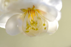 　　花ぼんぼり