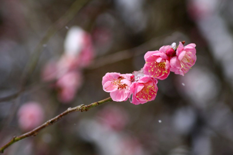 　春の淡雪　9