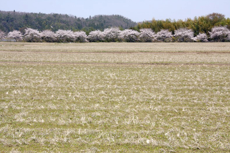　　桜風景　　2