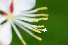 　　シベにも花が