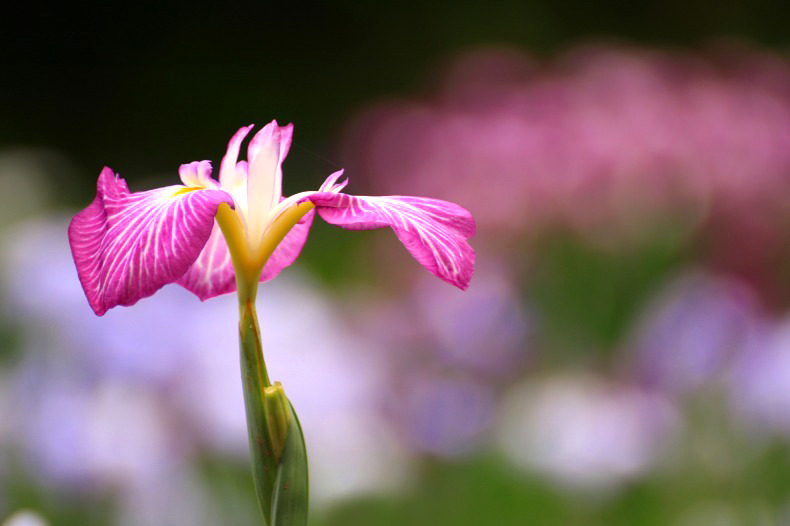 　　花菖蒲　　(1)