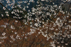 　　花のれん