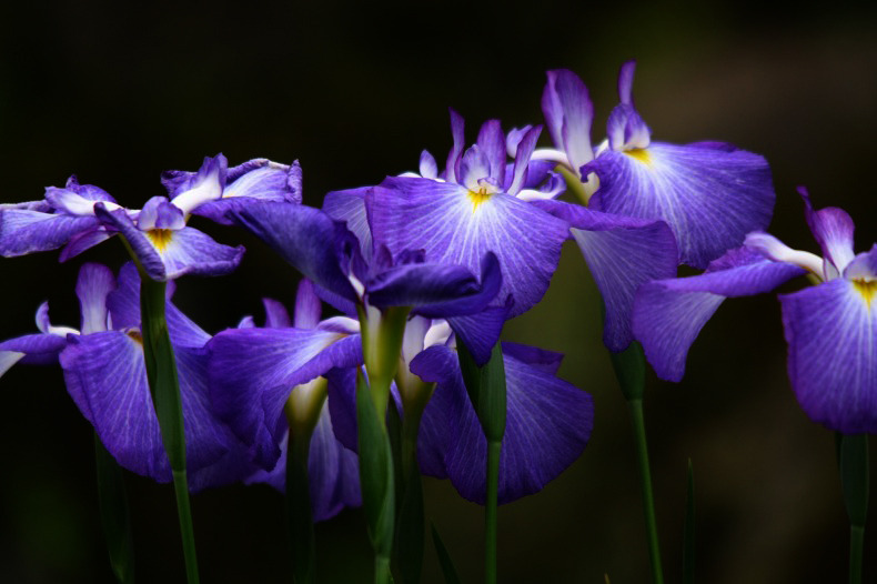 　花舞台　