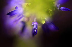 花ごころ