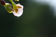 　繊細な輝き