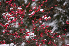 　春の淡雪　2