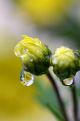 　水中花