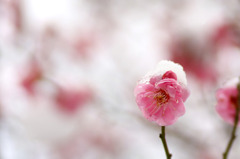 　春の淡雪　7