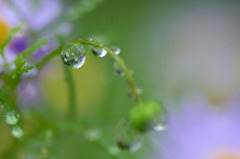 　　雨の余韻　