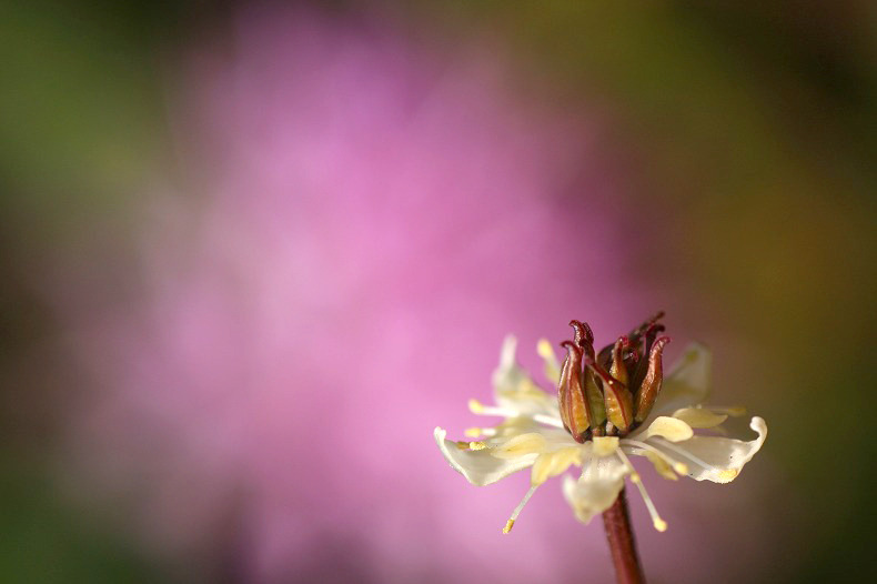 　　残り花