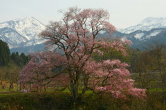 　　一本桜