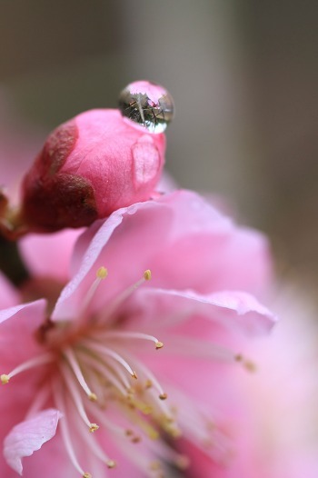 花しずく