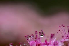 　花しずく
