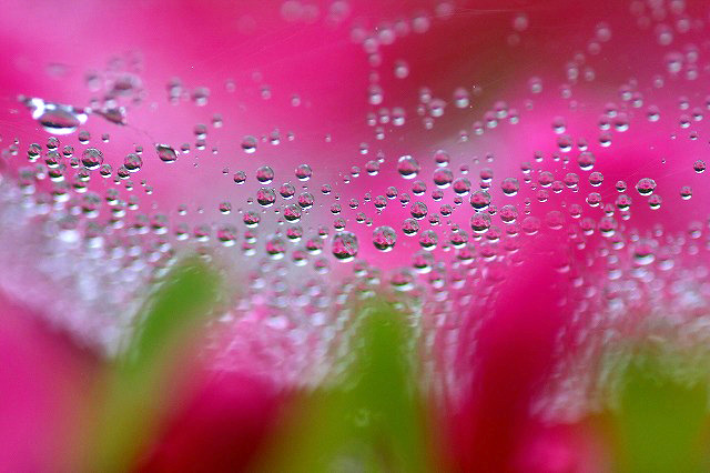 花しずく　(2)
