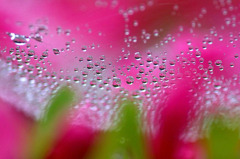 花しずく　(2)
