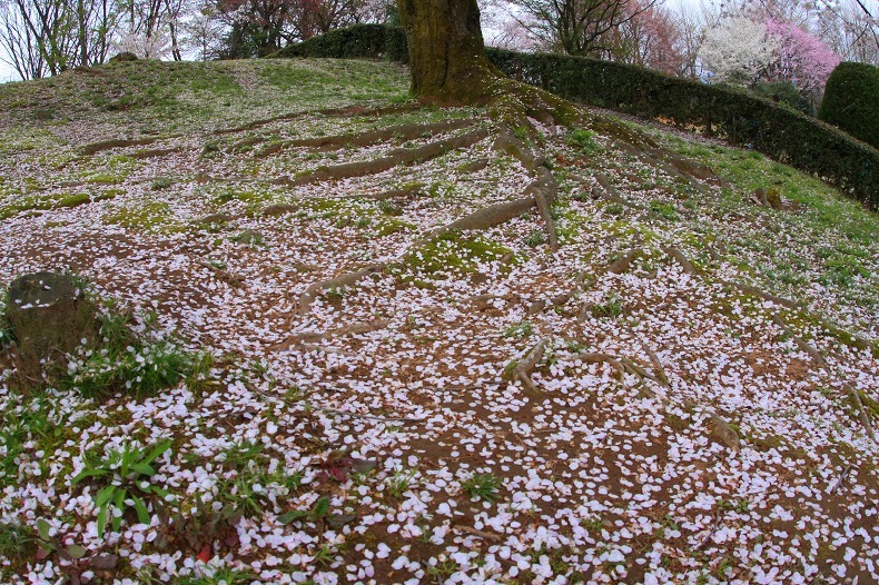 　　散りそめる