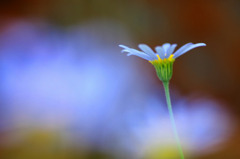 花色