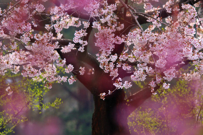 　　桜絵巻