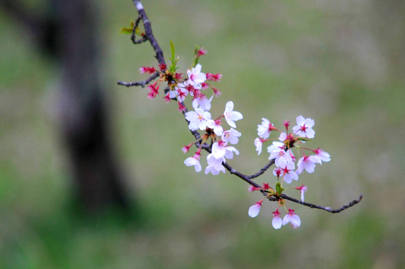 　　残り花