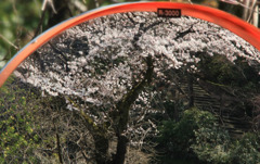 　　カーブミラーの春