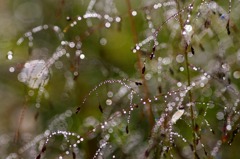 朝露煌めく