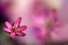 　　花散歩　C