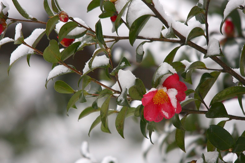 　春の淡雪　1