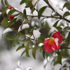 　春の淡雪　1