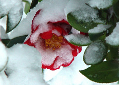 　雪化粧