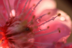 　　花のピアス　2